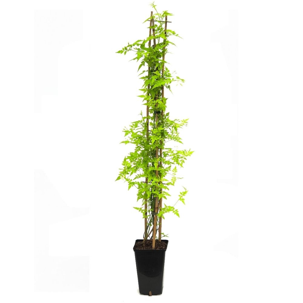 Jasminum mesnyi 'Gold Touch®' échelle : pot 3L