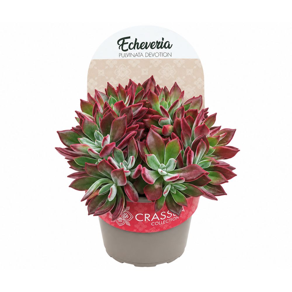 Echeveria 'Devotion' : pot 1L