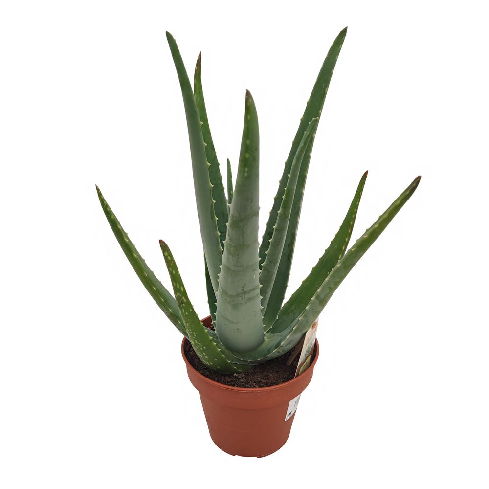 Aloe vera : pot D.14cm