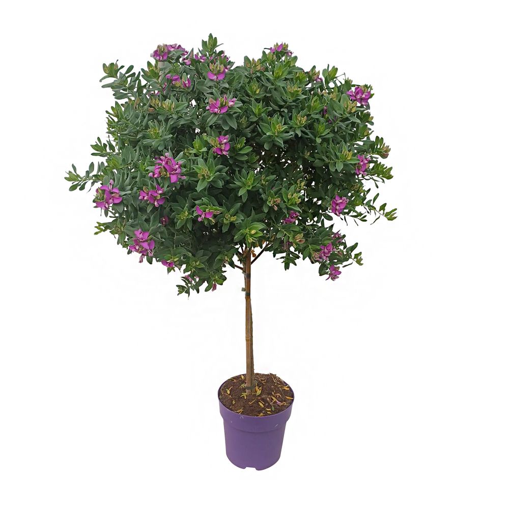 Polygala myrtifolia, tige : pot D.23cm