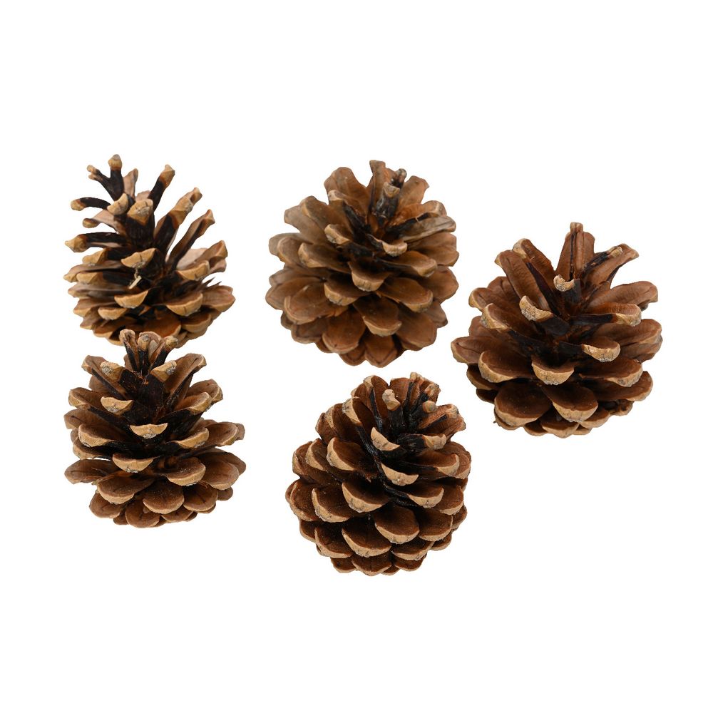 Pomme de pin naturelle brune