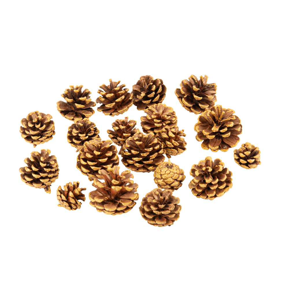 Pommes de pin naturelles, coloris or - de 4 à 6,5cm - Env. 20pcs