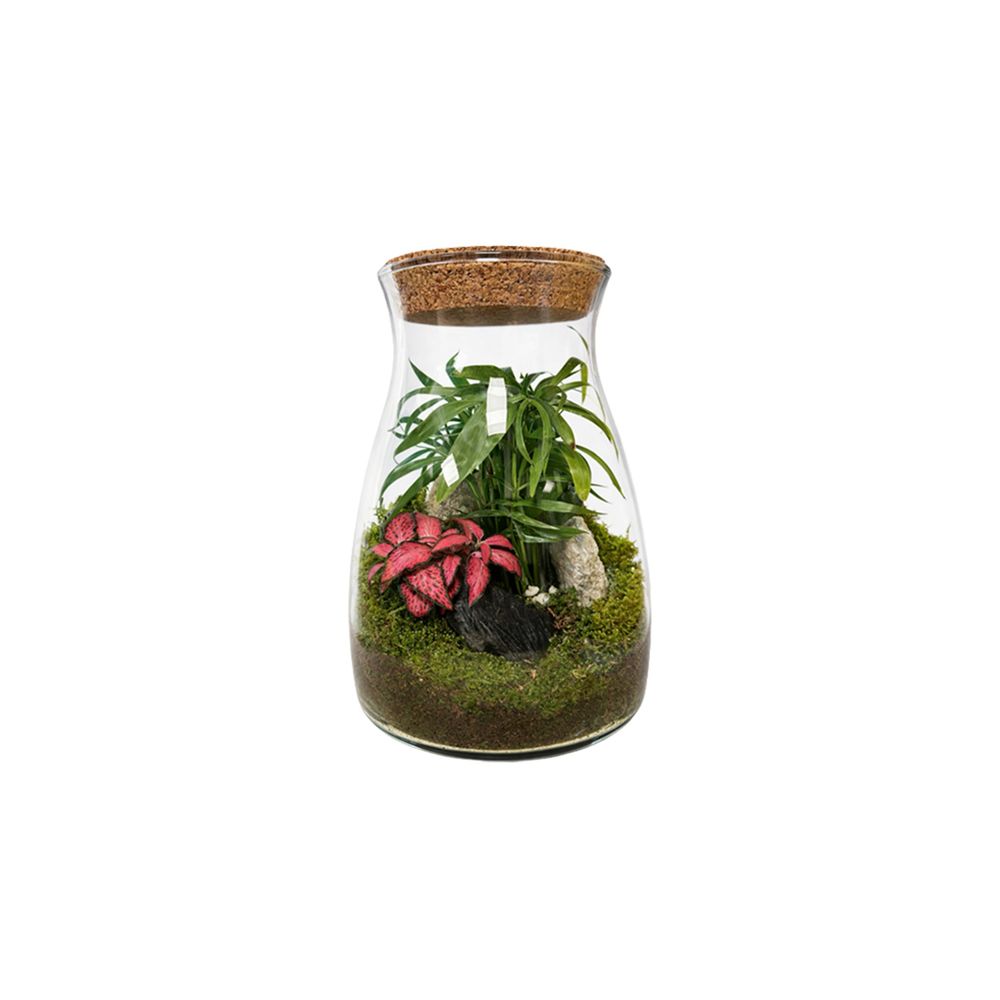 Terrarium Romeo - D.24cm