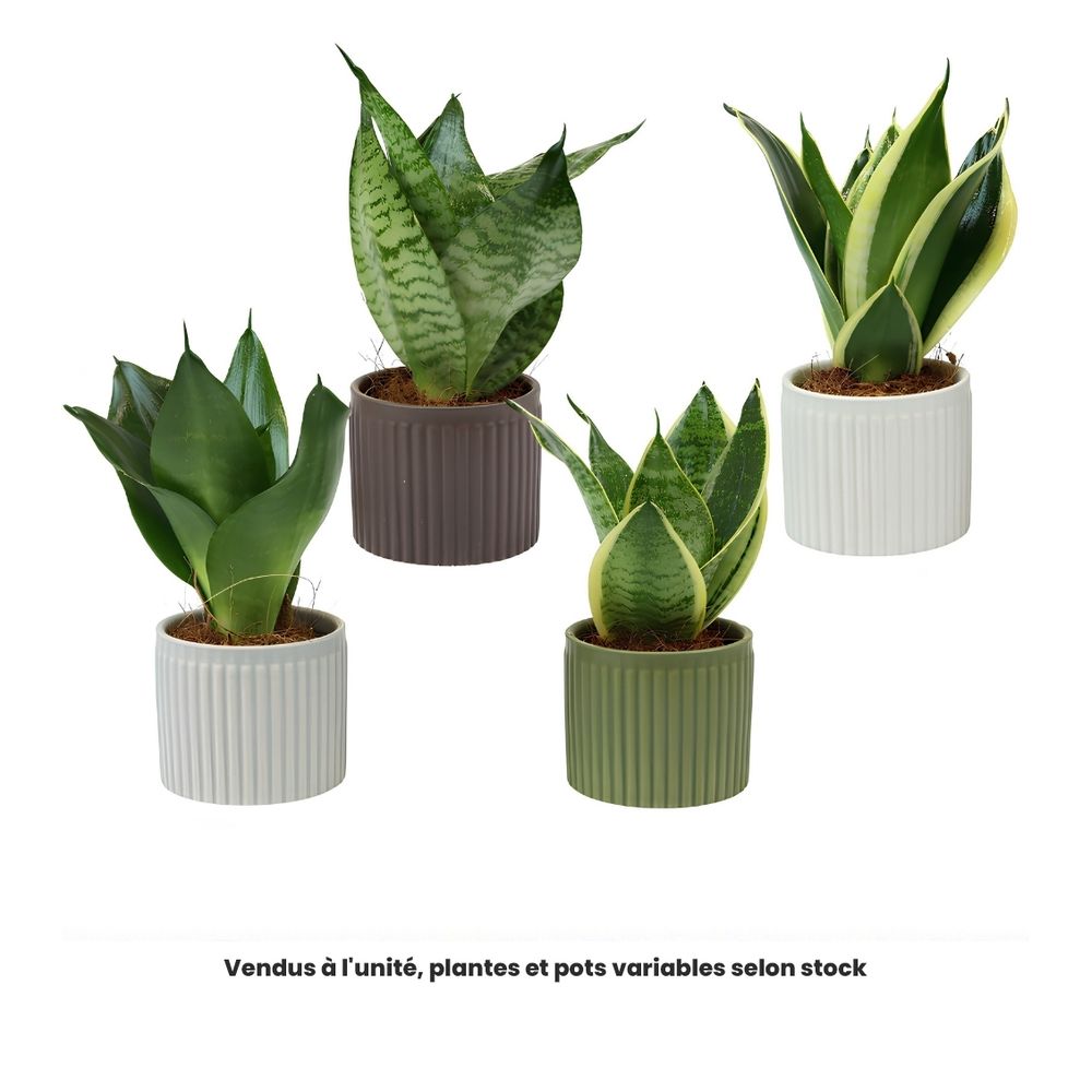 Sanseveria, variétés variables : pot en céramique D.6cm