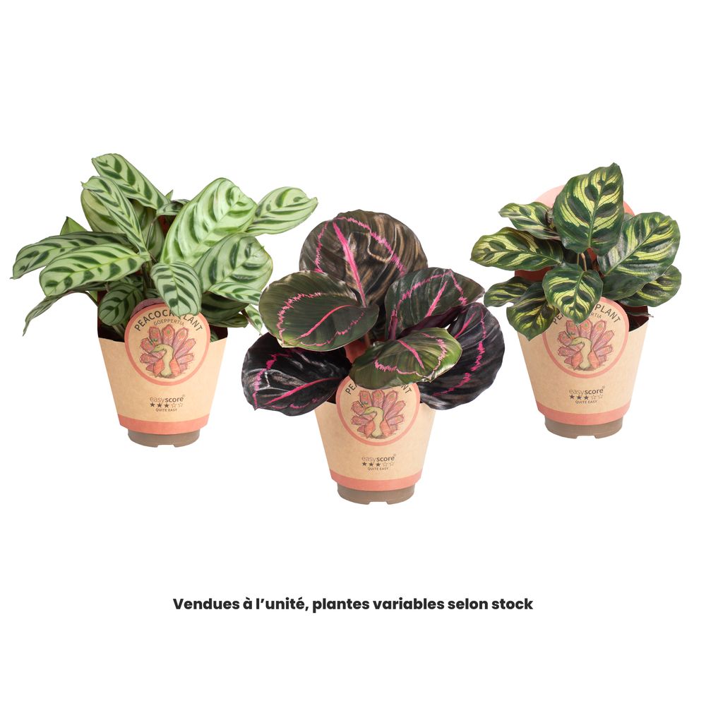 Calathea mix, variétés variables : pot D.9cm