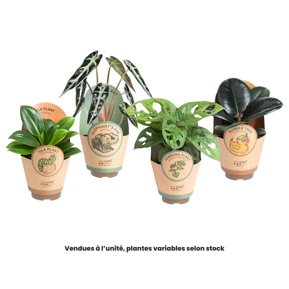 Plante verte mix, variétés variables : pot D.9cm
