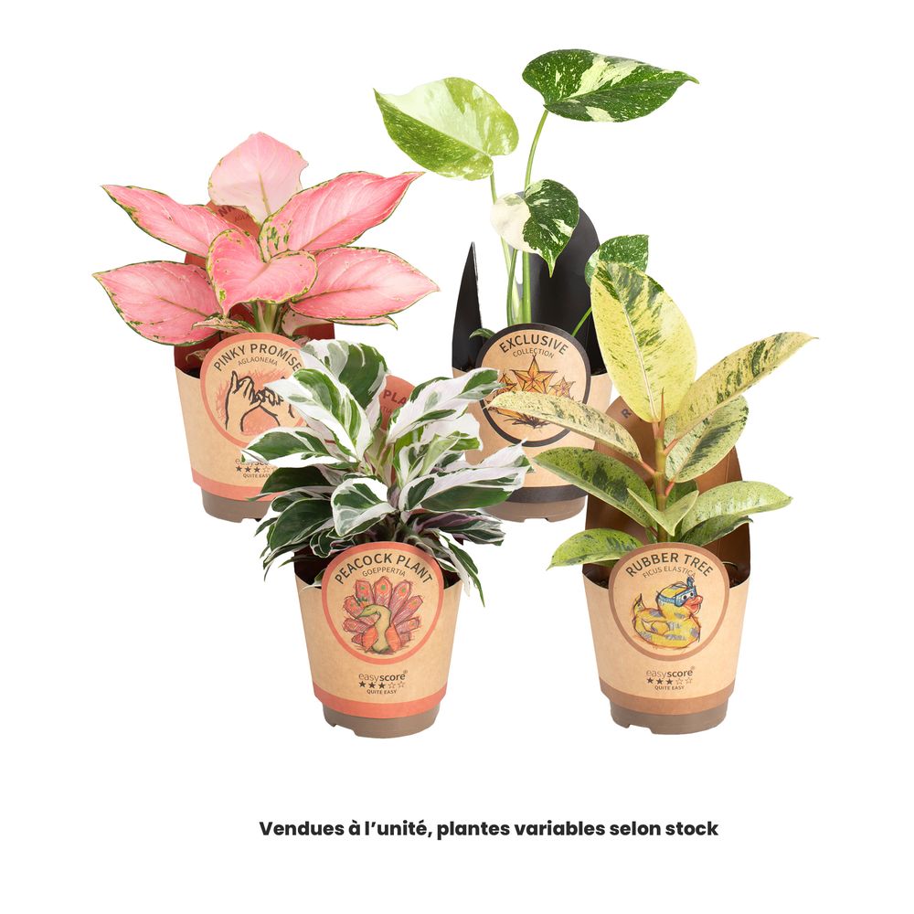 Plante verte mix, variétés variables : pot D.11cm