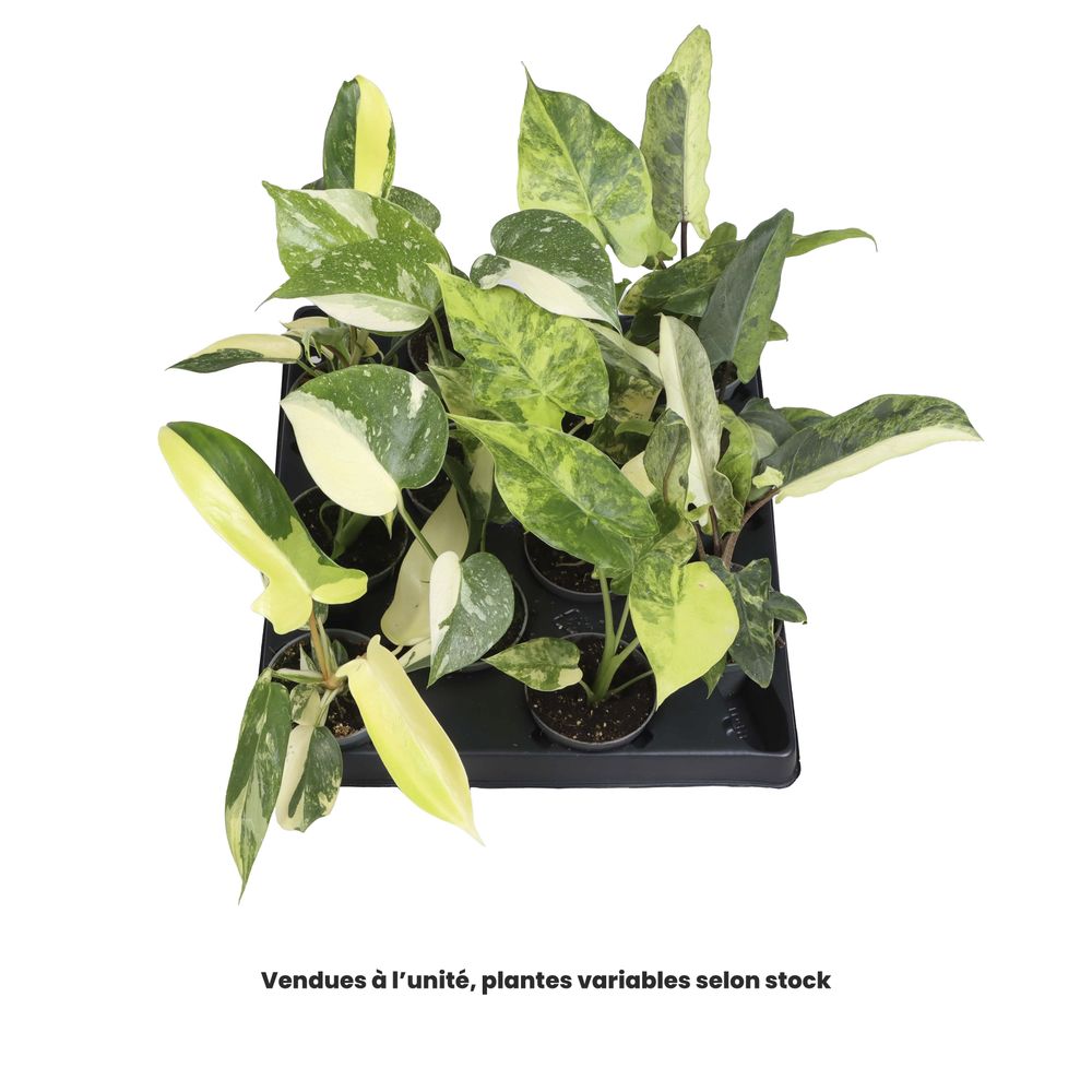 Plante verte, variétés variables : pot D.6cm