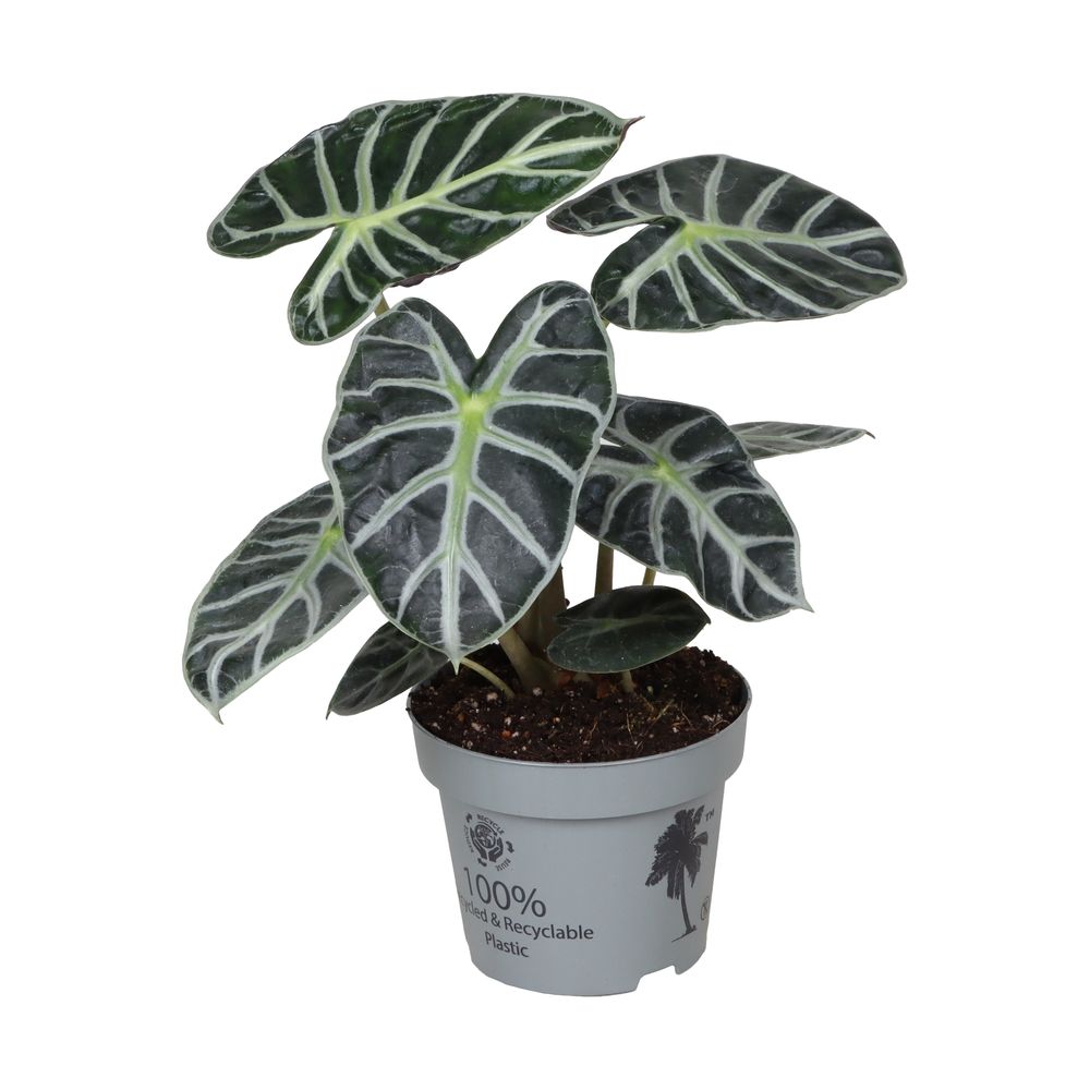 Alocasia 'Heart Balloon' : pot D.12cm