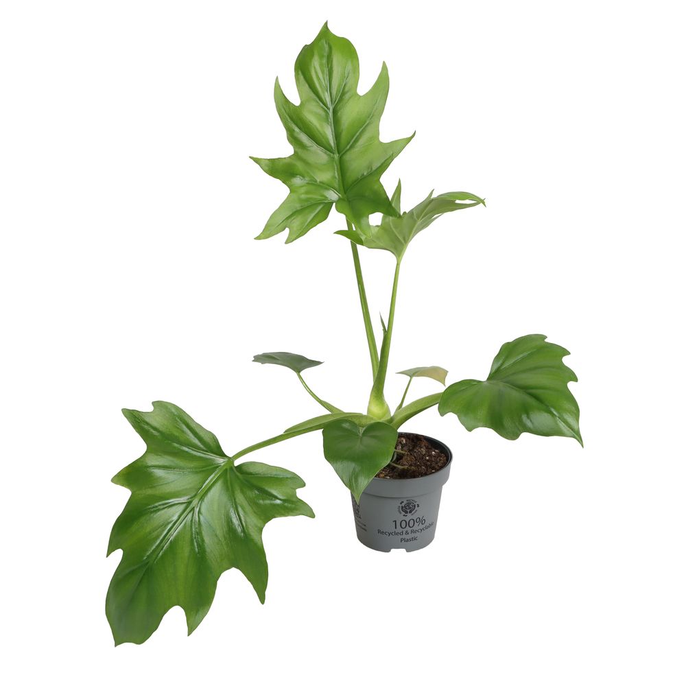 Philodendron 'Warscewiczii' : pot D.12cm
