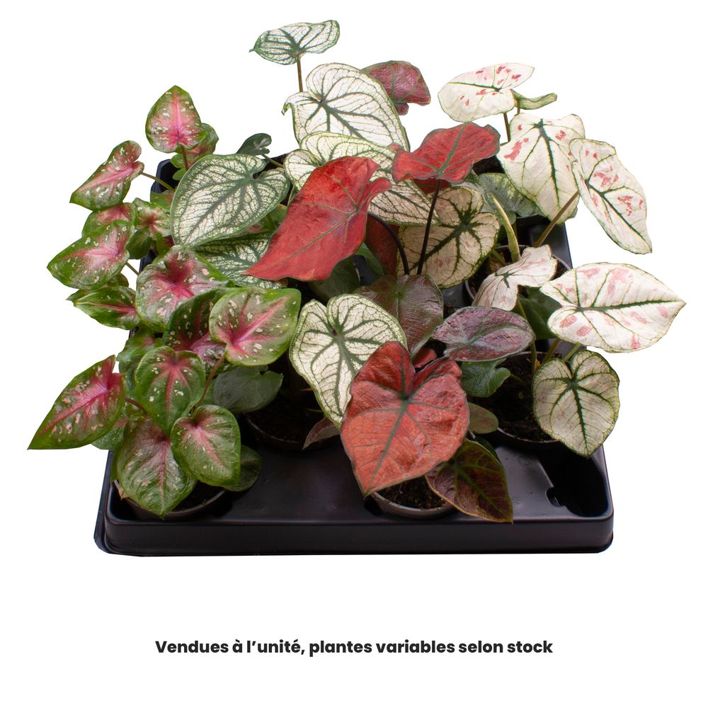Caladium mix, variétés variables : pot D.6cm