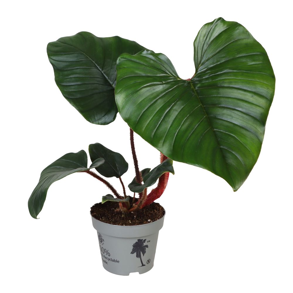 Philodendron squamiferum x serpens : pot D.12cm
