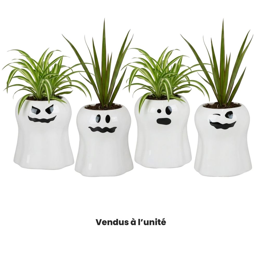 Juncus : cache-pot BOO, modèles variables - D.6cm