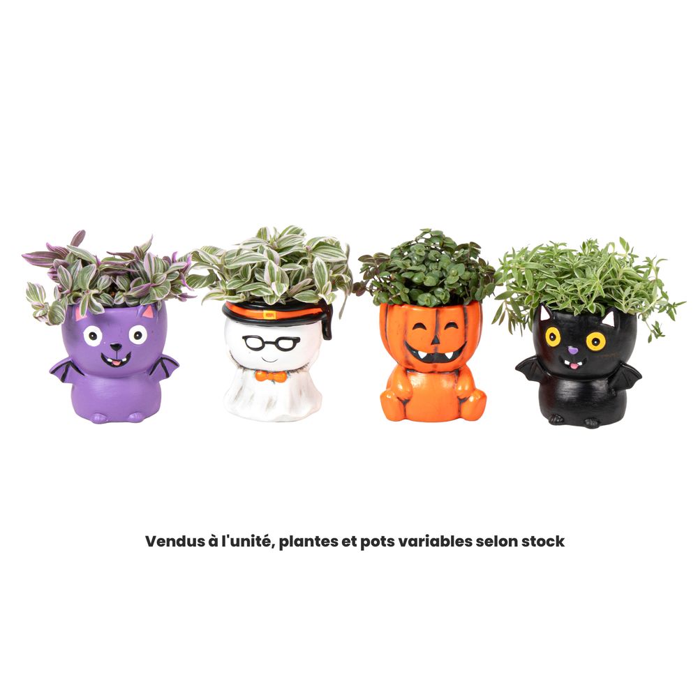 Plante verte, variétés variables : cache-pot Halloween D.6cm