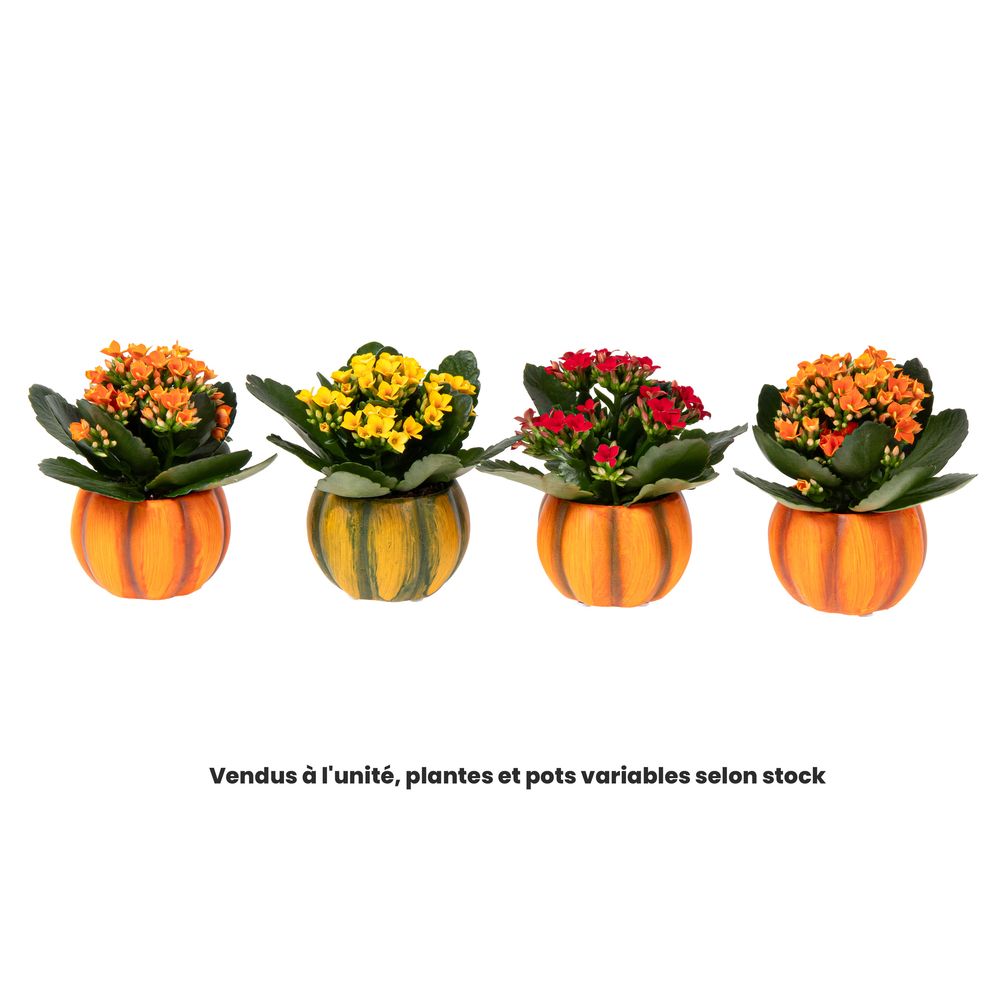 Kalanchoe, coloris variables : cache-pot citrouille D.6cm
