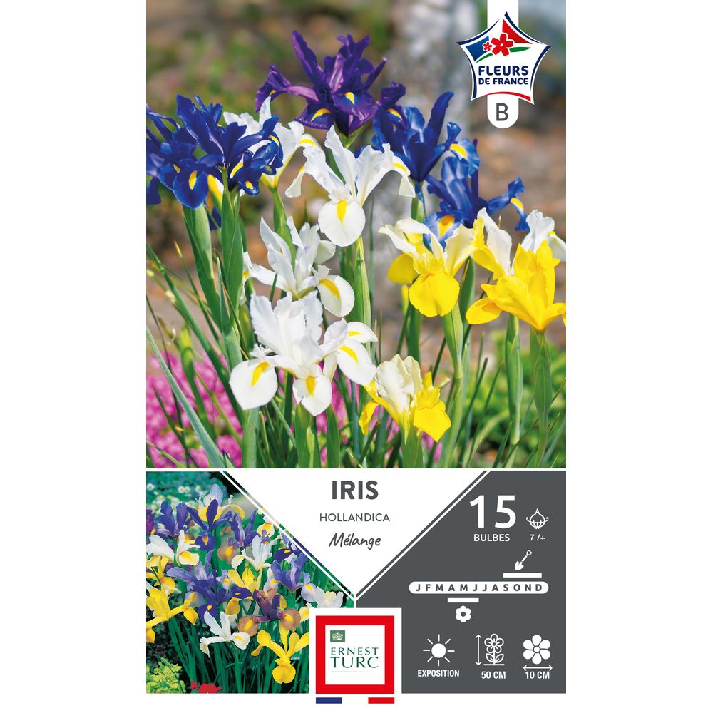 15 Bulbes d'Iris de Hollande en mélange - Calibre 7/+