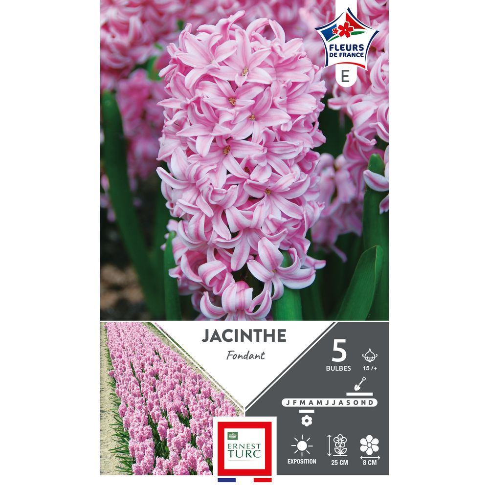 5 bulbes de Jacinthe 'Fondant' coloris rose - Calibre 15/+