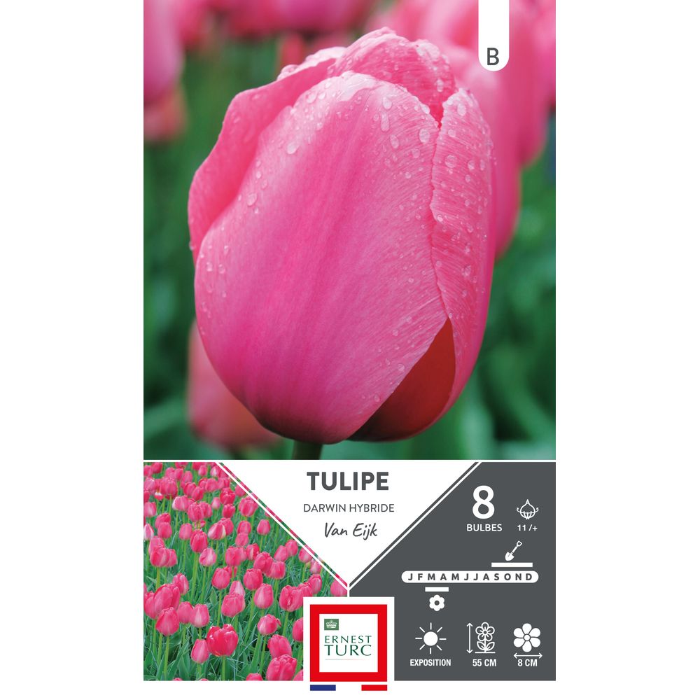 8 Bulbes de Tulipe Darwin 'Van Eijk'