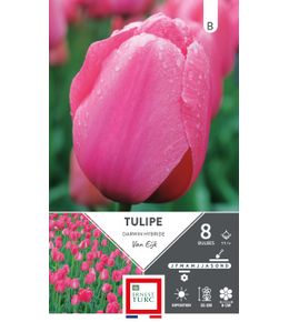 8 Bulbes de Tulipe Darwin 'Van Eijk'