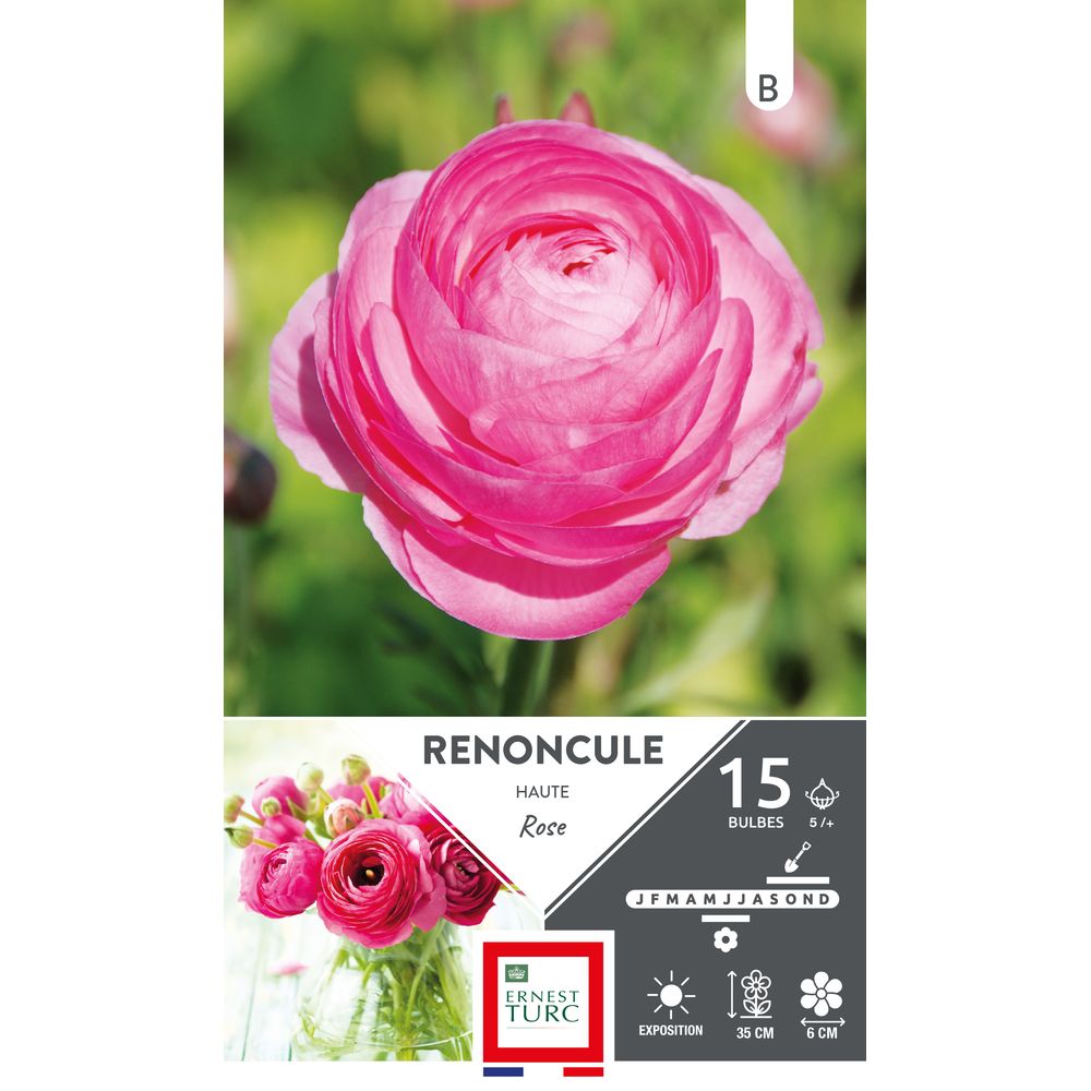 15 Griffes de Renoncule coloris rose - Calibre 5/+