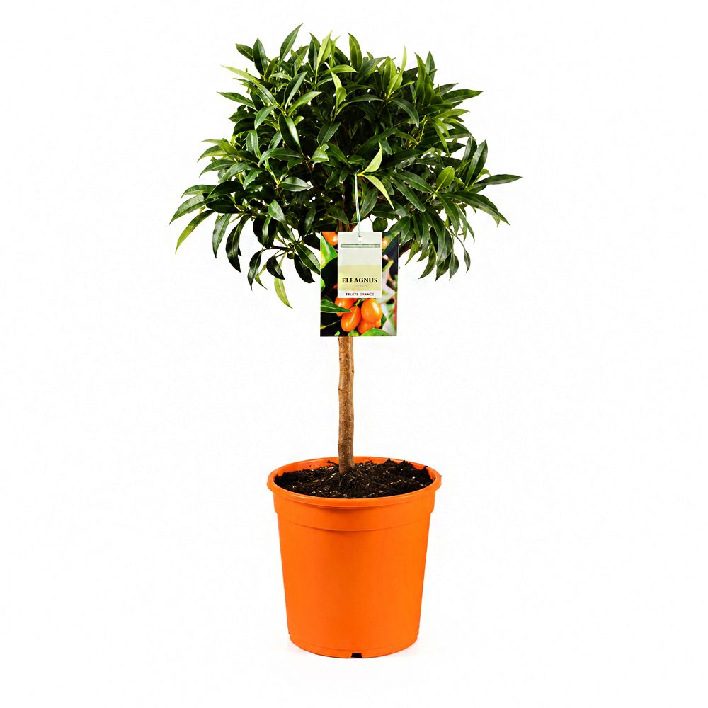 Mandarinier 1/4 de tige : pot 5L