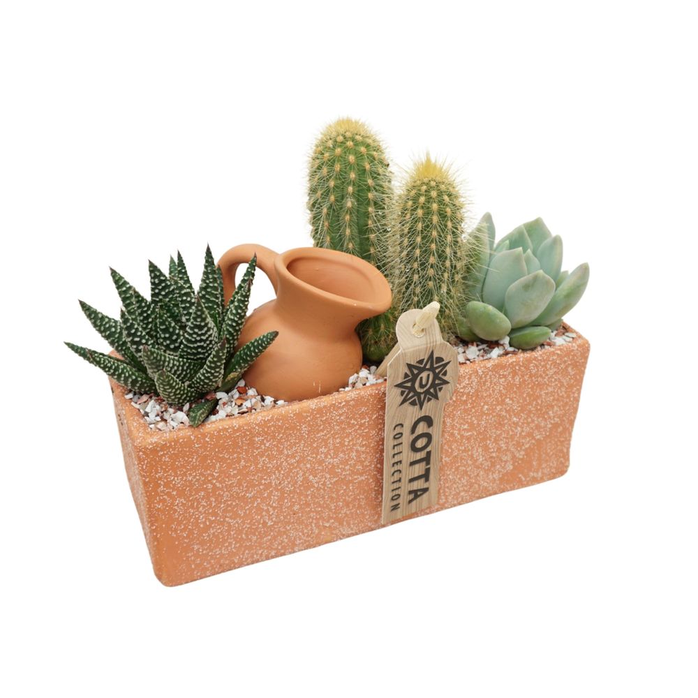 Succulentes, variétés variables : pot en terre cuite D.18cm