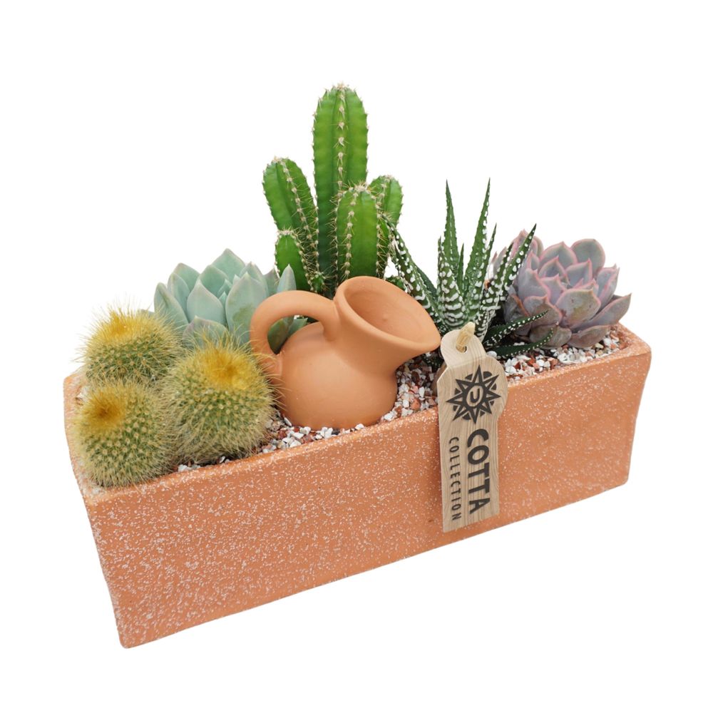 Succulentes, variétés variables : pot en terre cuite D.23cm