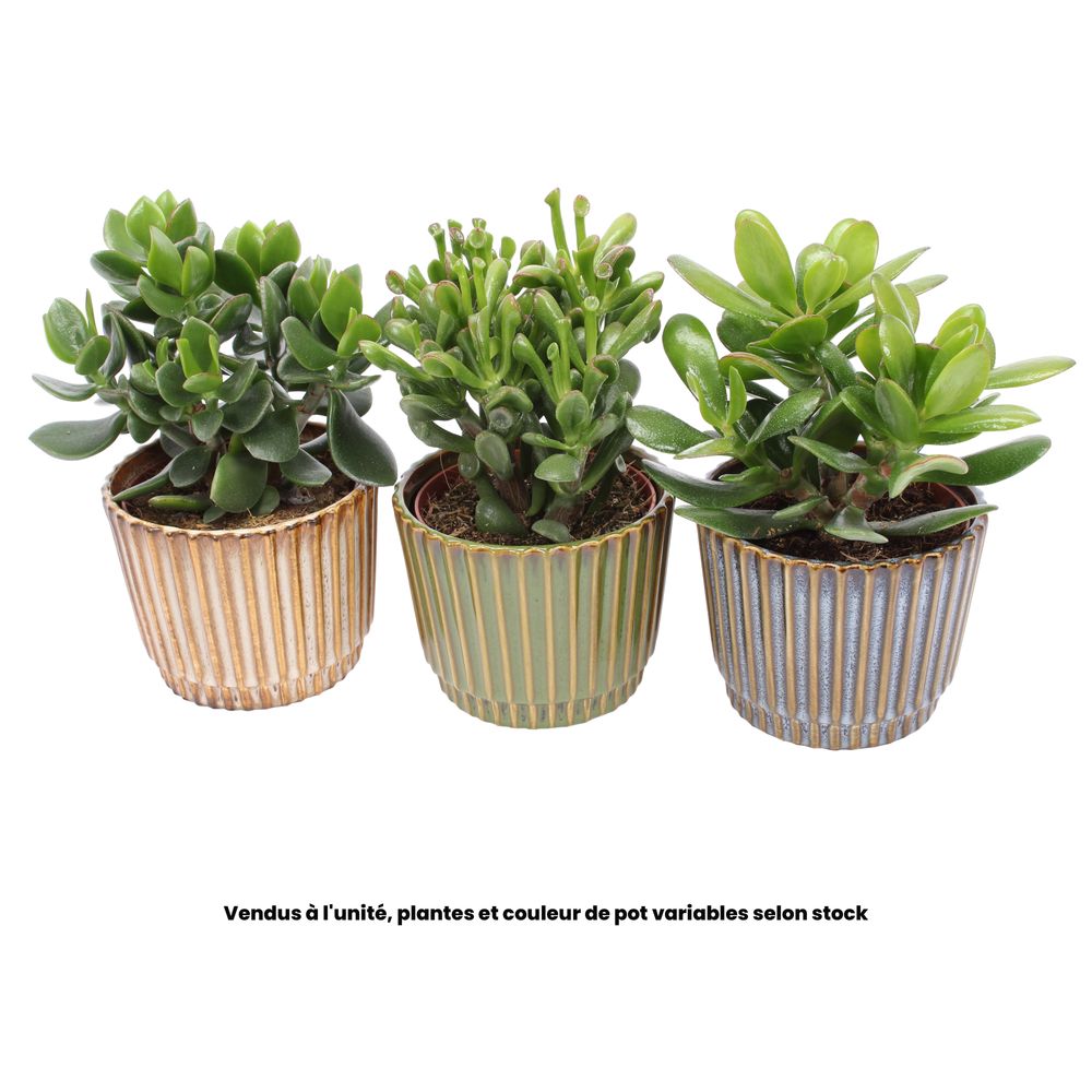 Crassula, variétés variables : pot en céramique 