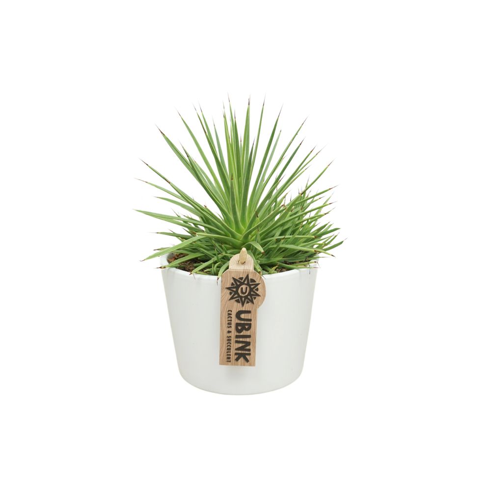 Agave nana : pot en céramique blanche D.10,5cm