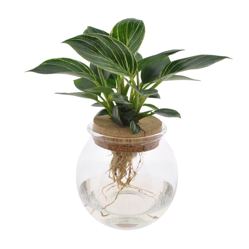 Philodendron 'White Wave' : verrerie avec bouchon de liège D.12cm