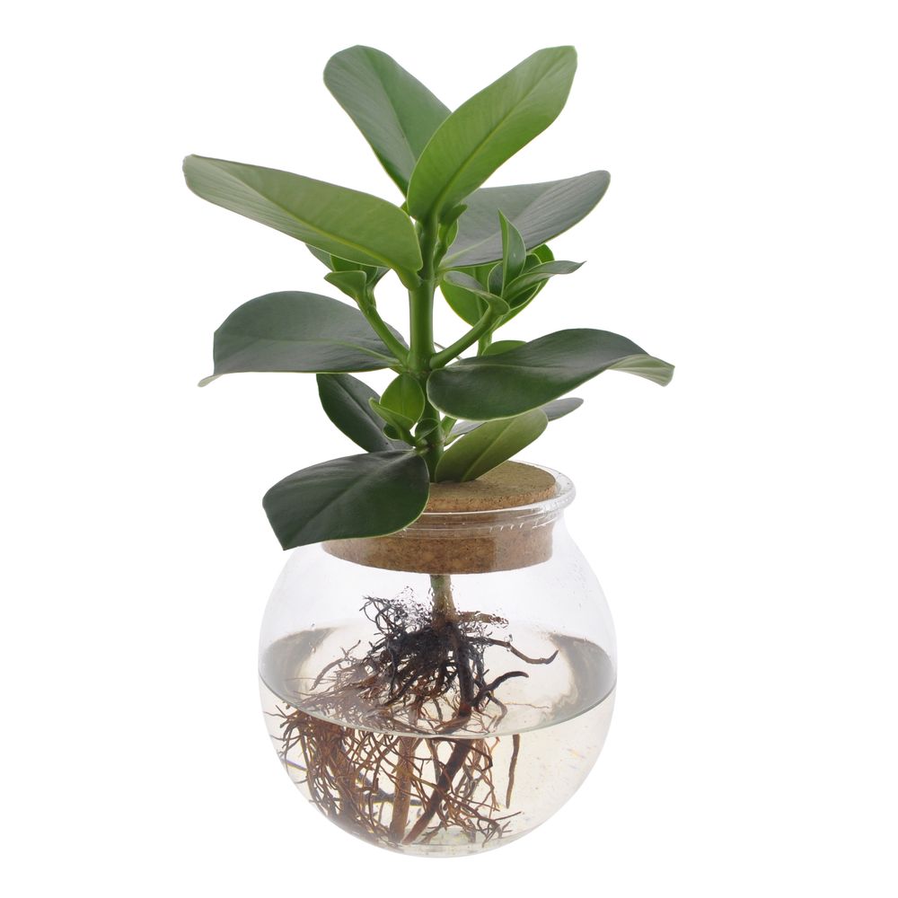 Clusia en hydroponie, bouchon de liège : vase en verre D.12cm