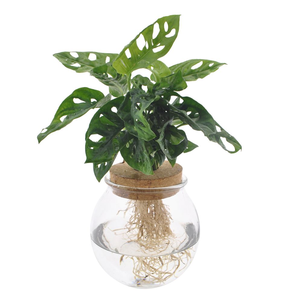 Monstera adansonii : verrerie avec bouchon de liège - D.12cm