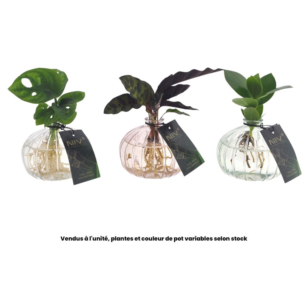 Plante verte en hydroculture, variétés variables : pot 