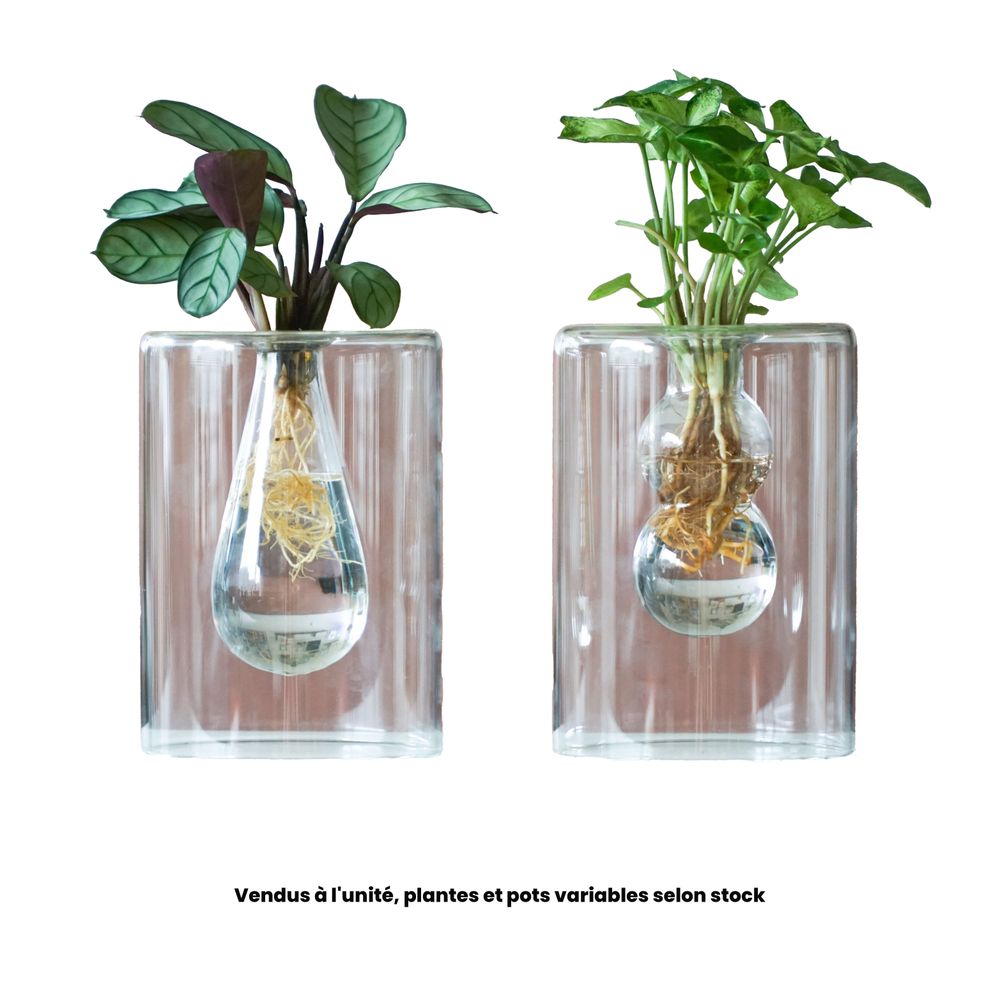 Plante verte en hydroculture, variétés variables : pot 