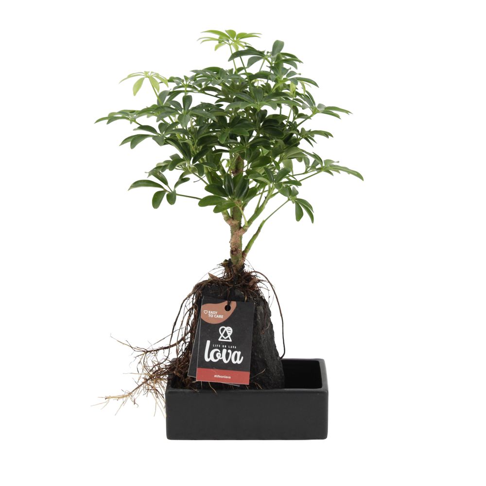 Schefflera 'Luseana Lava' : pot D.17cm