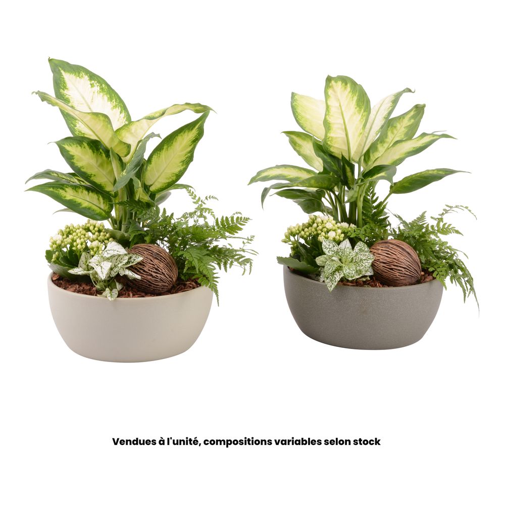 Composition Forêt avec 4 plantes, variétés variables : pot D.23cm