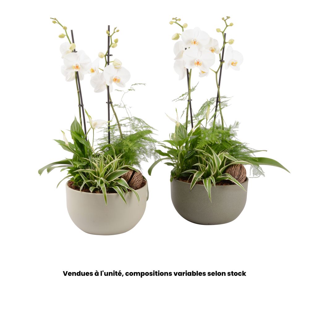 Composition Phalaenopsis Forêt, 4 plantes, variétés variables - D.26cm