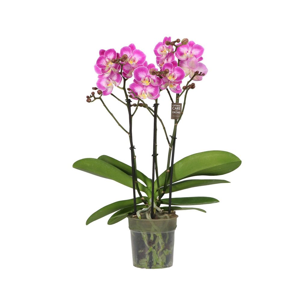 Phalaenopsis multiflora Exclusivo 'Cupido', 3 tiges : pot D.12cm