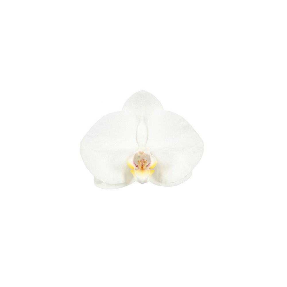 Phalaenopsis, série Tablo, 2 tiges : pot D.12cm