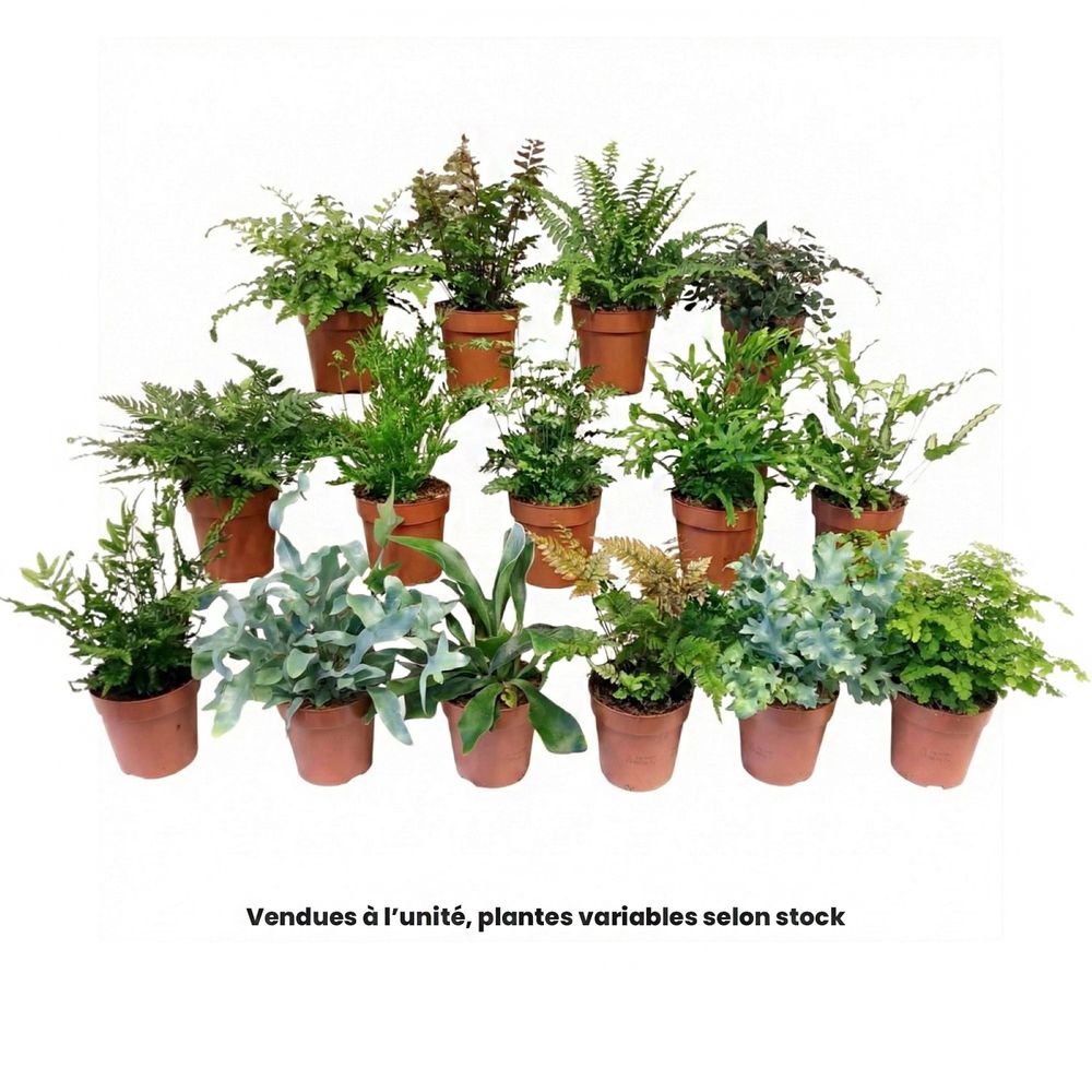 Fougère mix, variétés variables : pot D.12cm