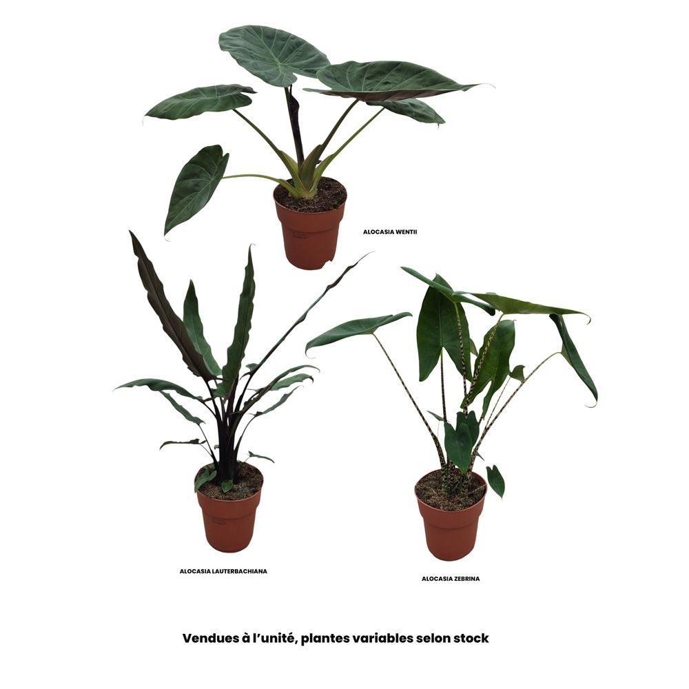 Alocasia mix, variétés variables : pot D.19cm