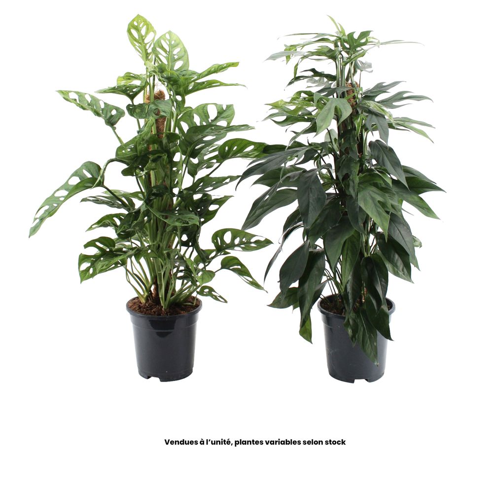Monstera et Epipremnum, mix sur un tuteur mousse : pot D.17cm