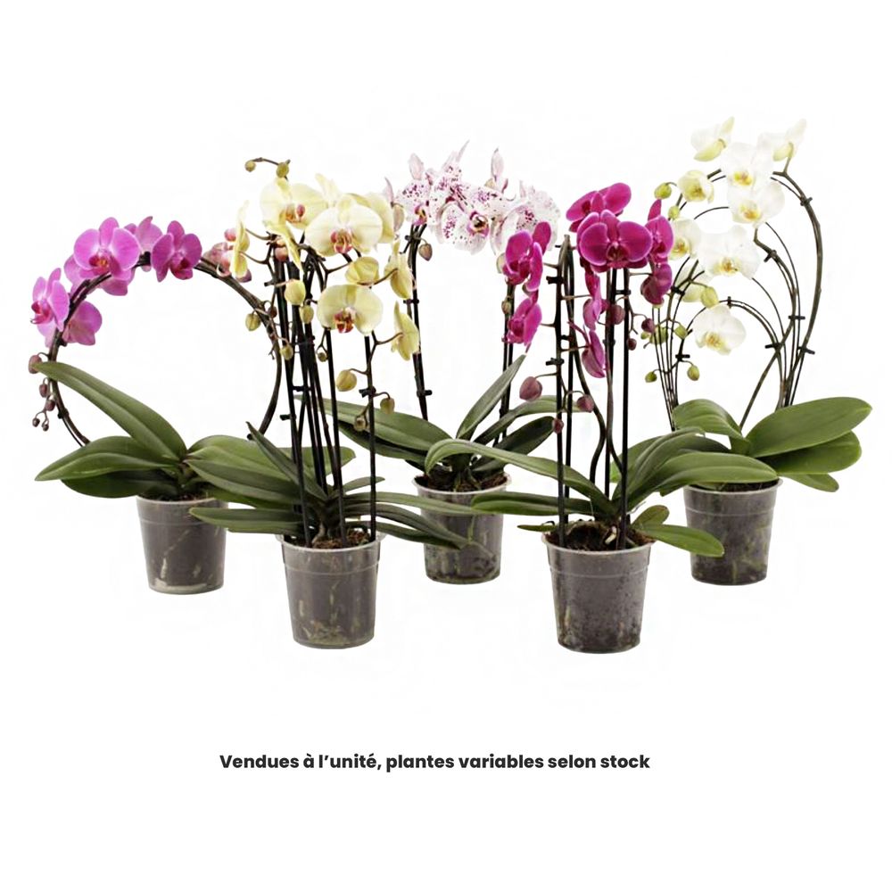 Phalaenopsis mix, 2 tiges, coloris variables : pot D.12cm