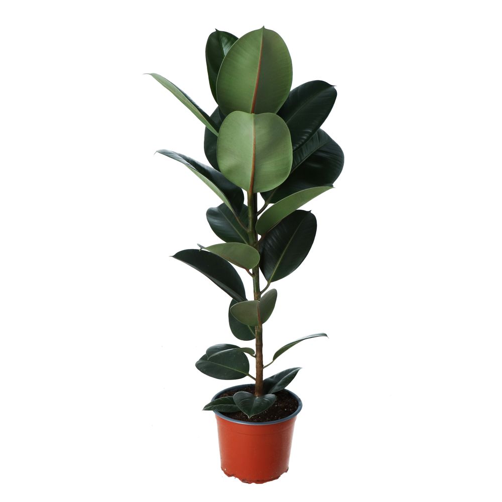 Ficus elastica 'Robusta' : pot D.24cm
