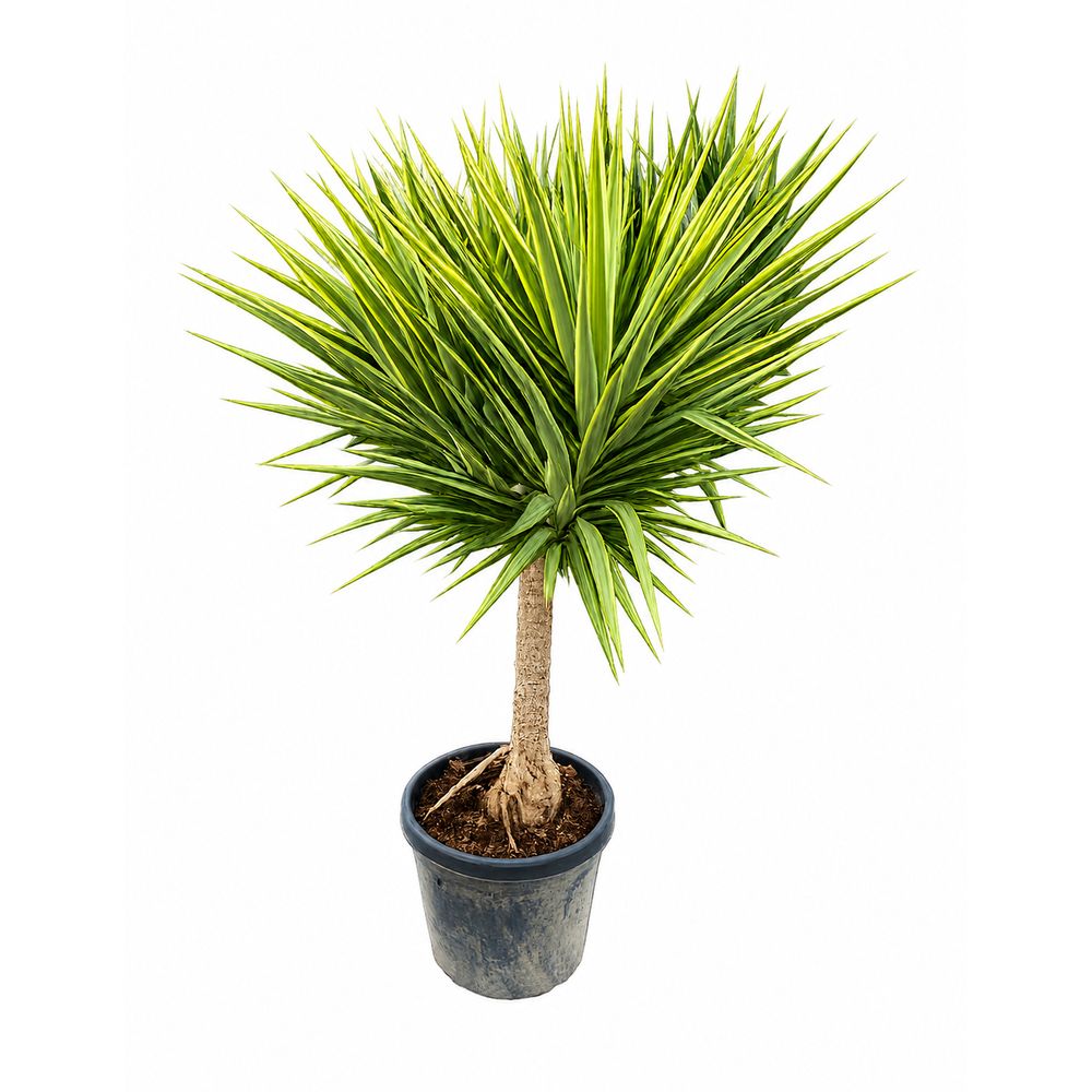 Yucca Jewel ramifié : pot 30L