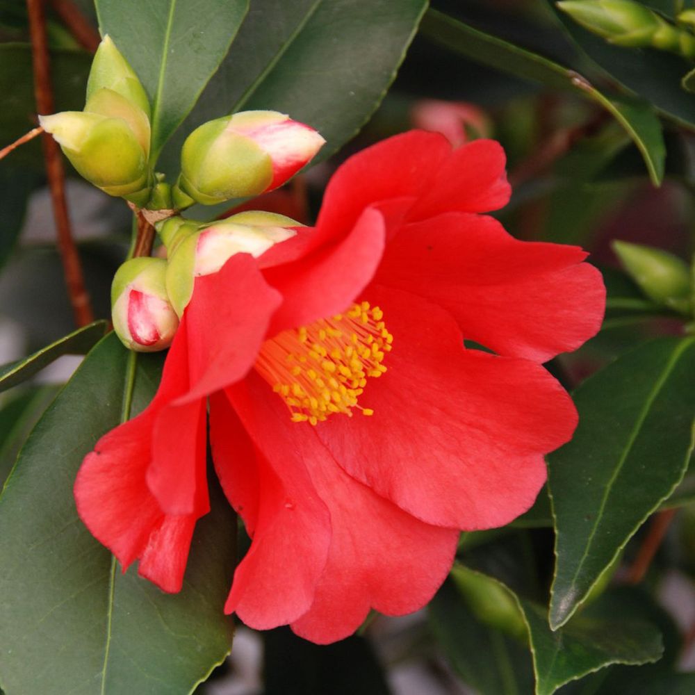 Camelia '1001 Summer Nights Jasmine' : pot 7L