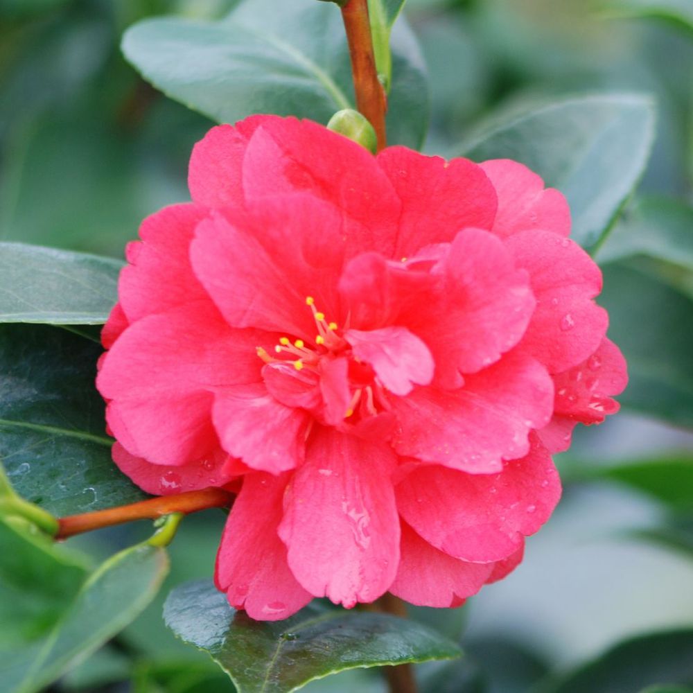 Camelia '1001 Summer Nights® Sinbad' : pot 7L