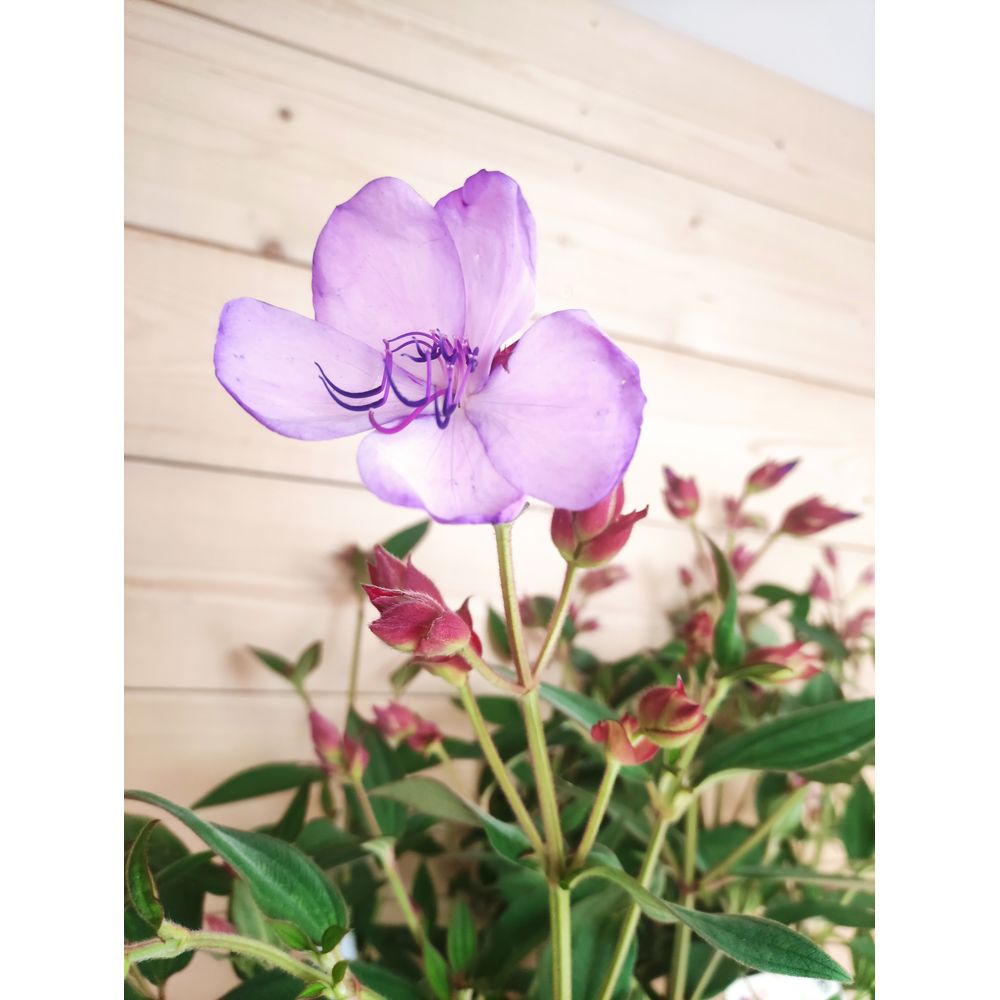 Tibouchina 'Blue Moon' : pot 7L