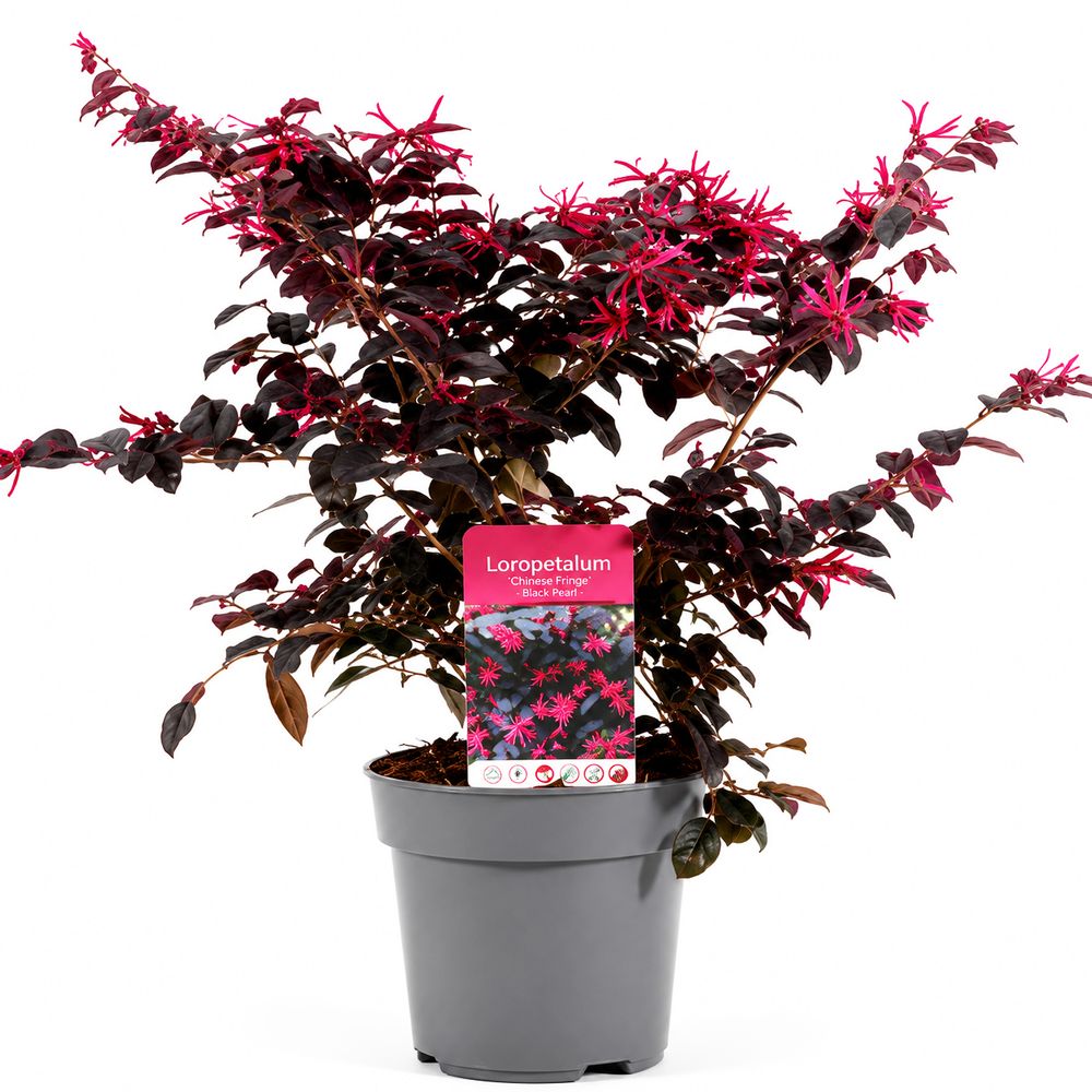 Loropetalum 'Black Pearl®' : pot D.18cm
