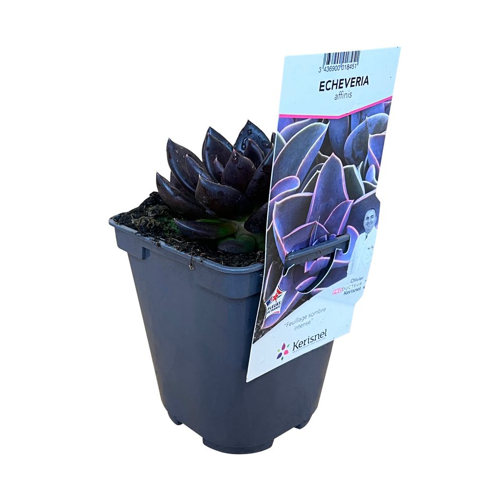 Echeveria, variétés variables : pot 0,5L